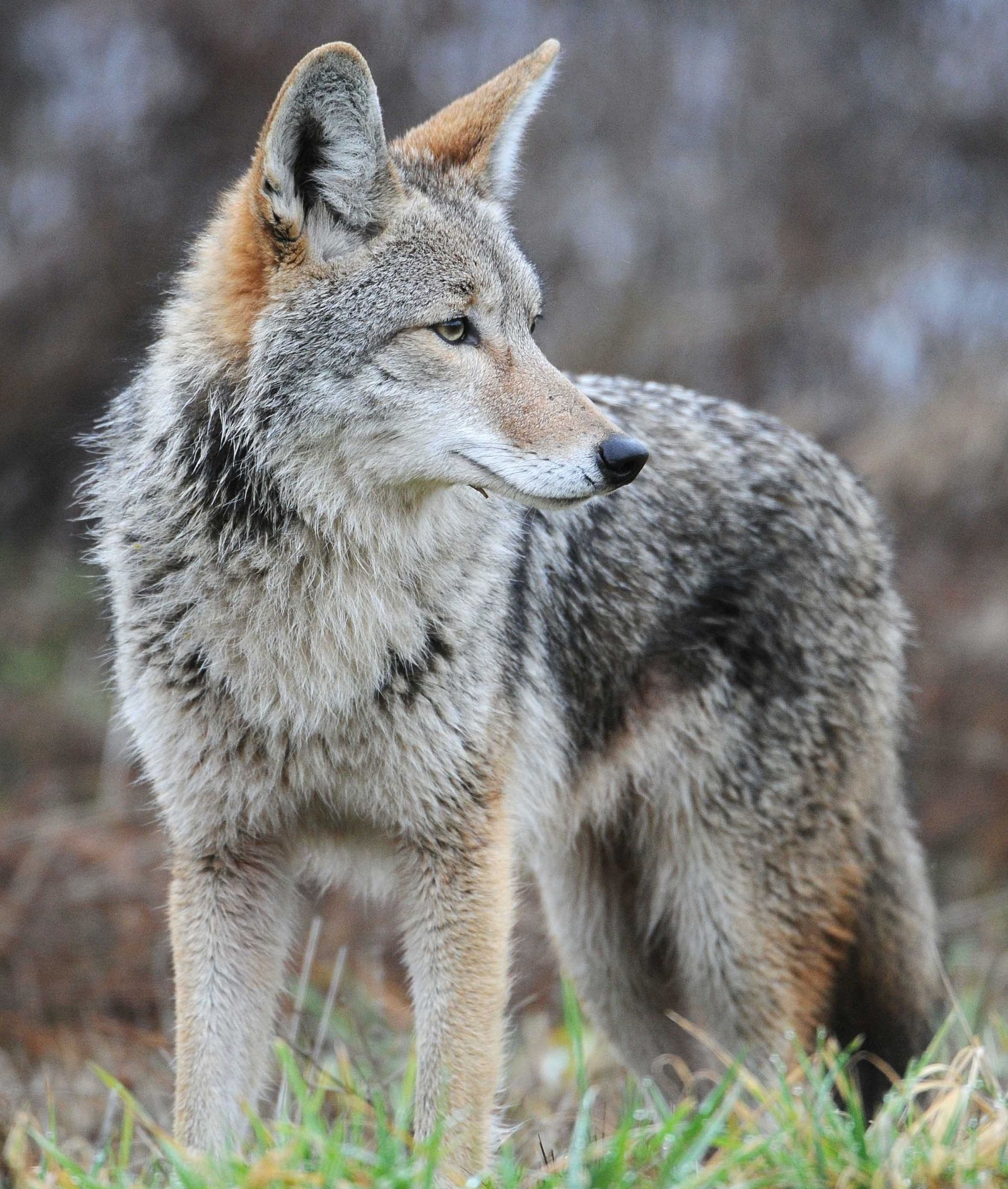 A coyote is standing in the grass and looking at the camera.