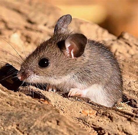 A small mouse is sitting on a piece of wood.