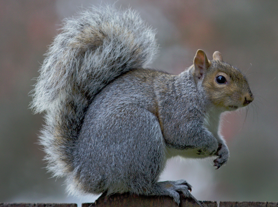 A gray squirrel is sitting on a wooden fence post.