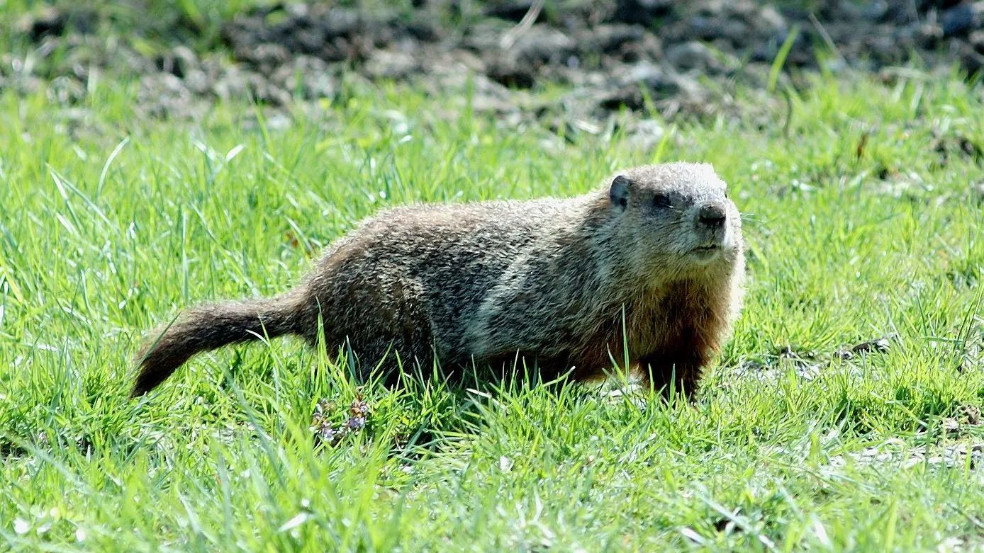 A ground squirrel is walking through a grassy field.