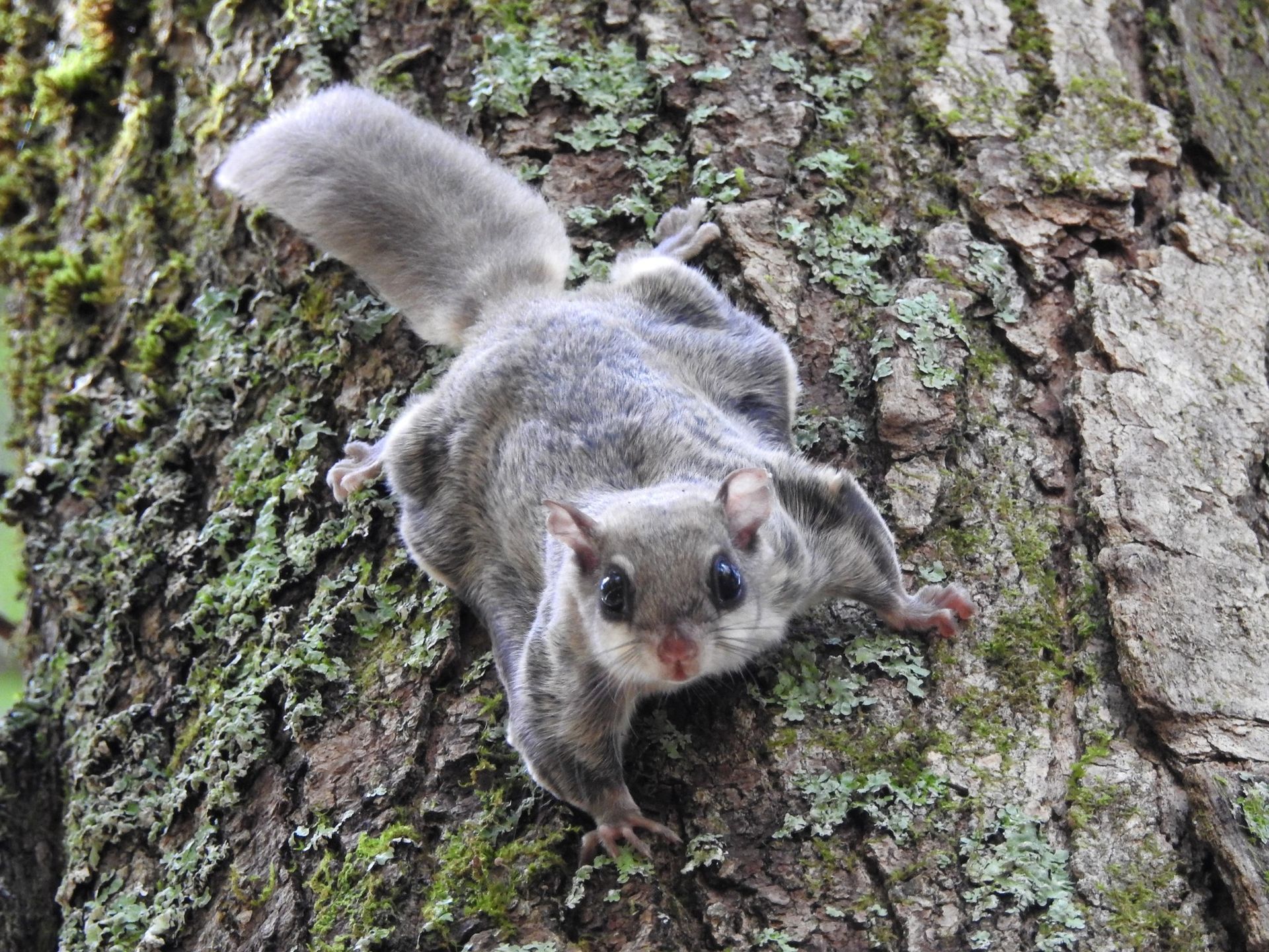 A flying squirrel is sitting on a tree trunk.
