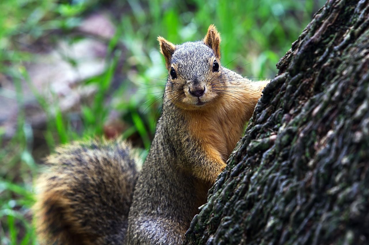 A squirrel is sitting on a tree trunk and looking at the camera.