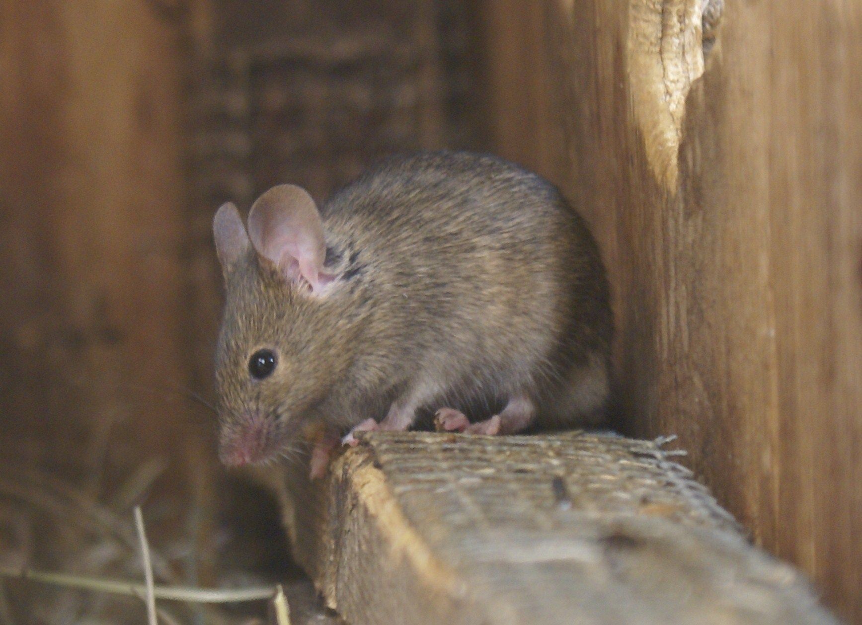 A mouse is sitting on a wooden plank.
