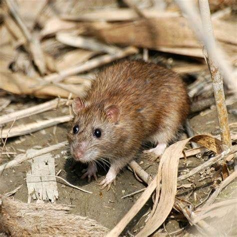 A small brown rat is standing on the ground in the dirt.