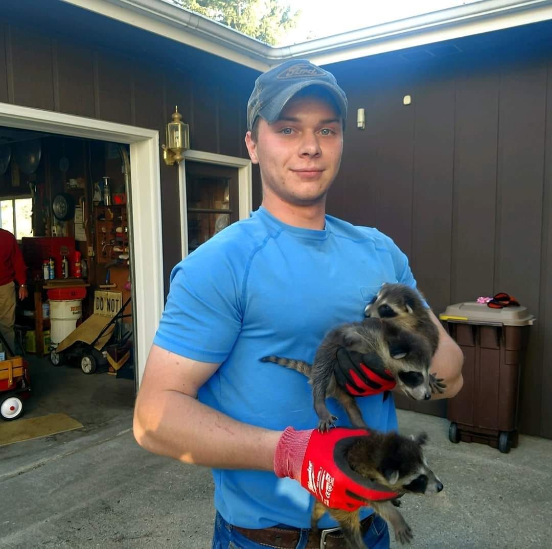 A man in a blue shirt is holding two raccoons