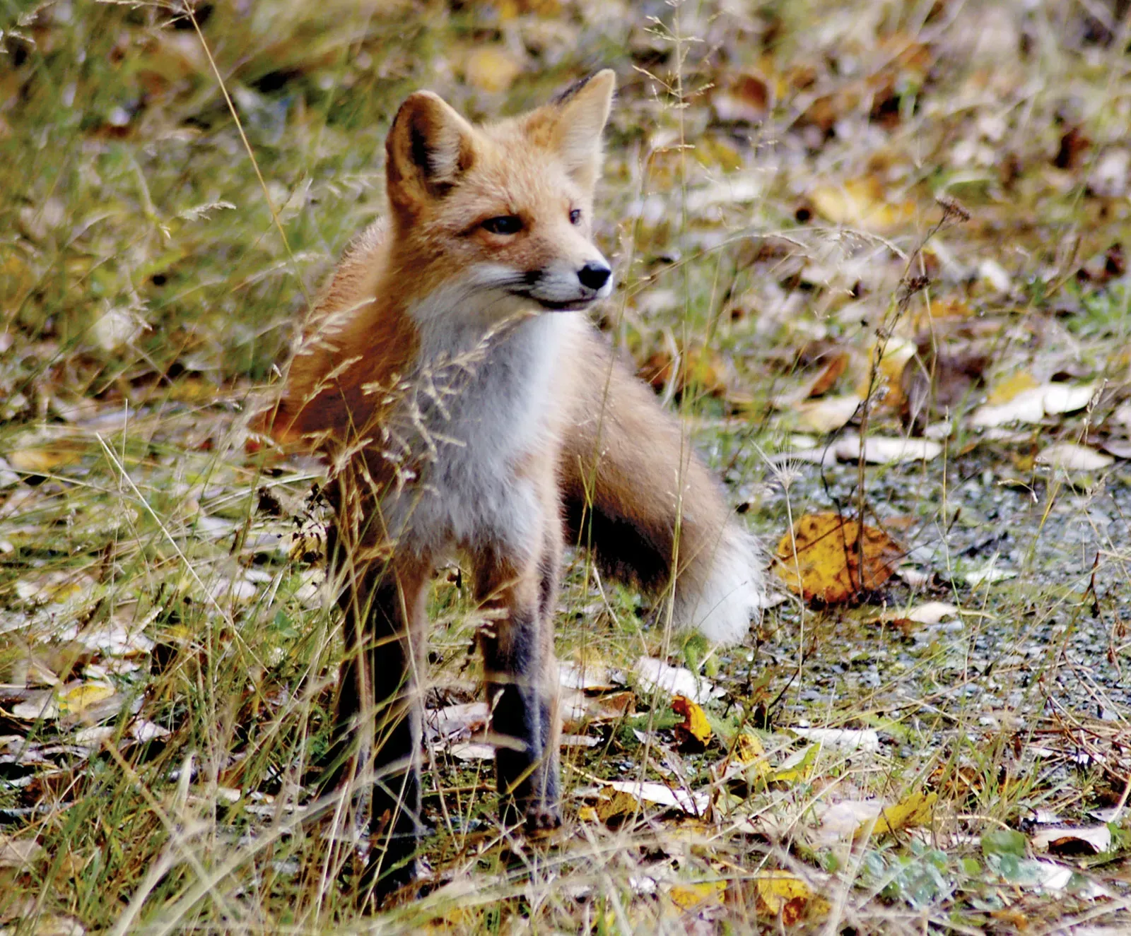A fox is standing in the grass looking at the camera