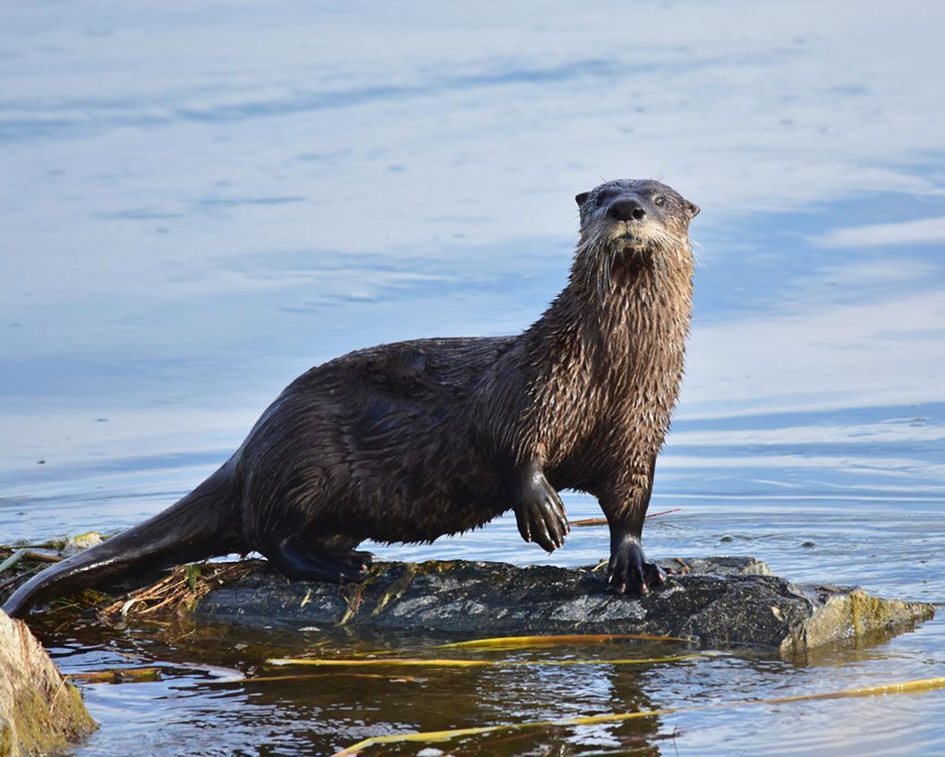 An otter is standing on a rock in the water.