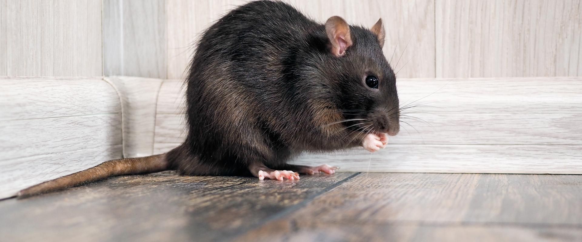 A black rat is sitting on a wooden floor.