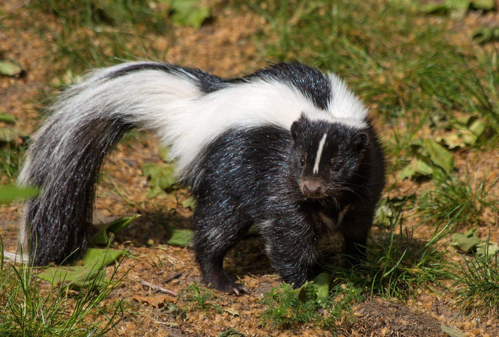 A black and white skunk with a long tail is walking on the ground.