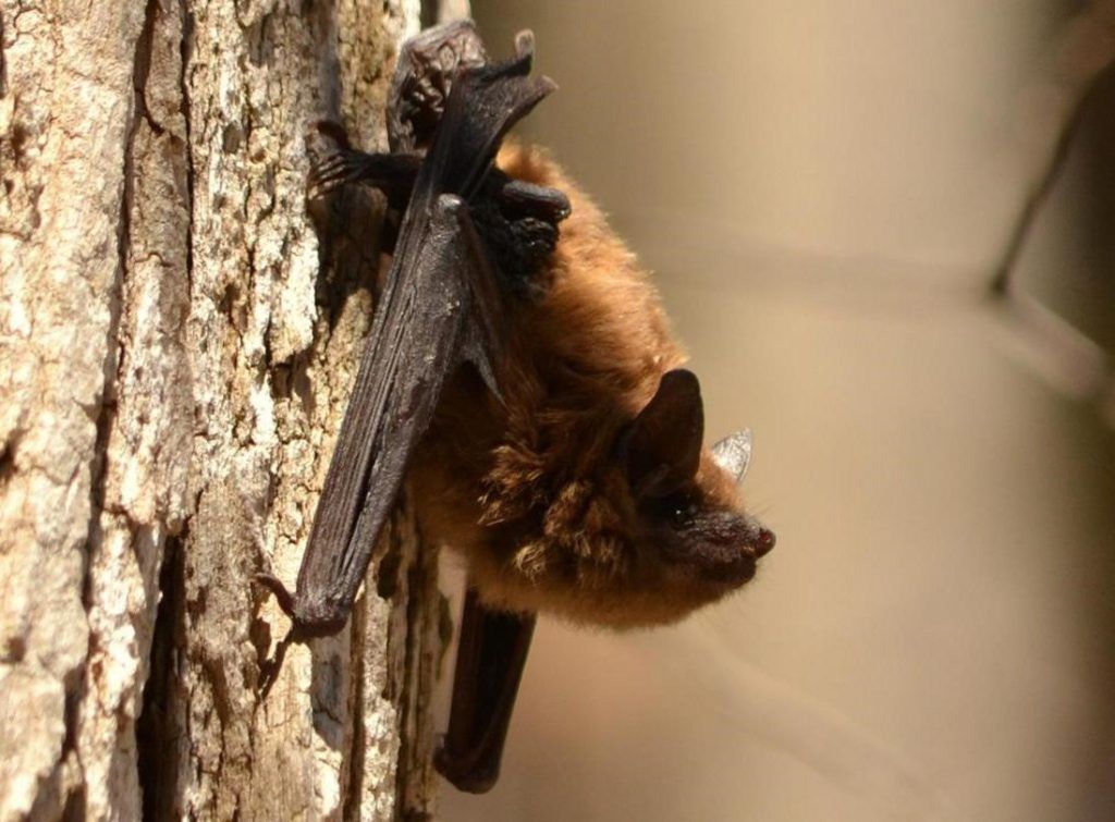 A bat is hanging upside down on a tree trunk.