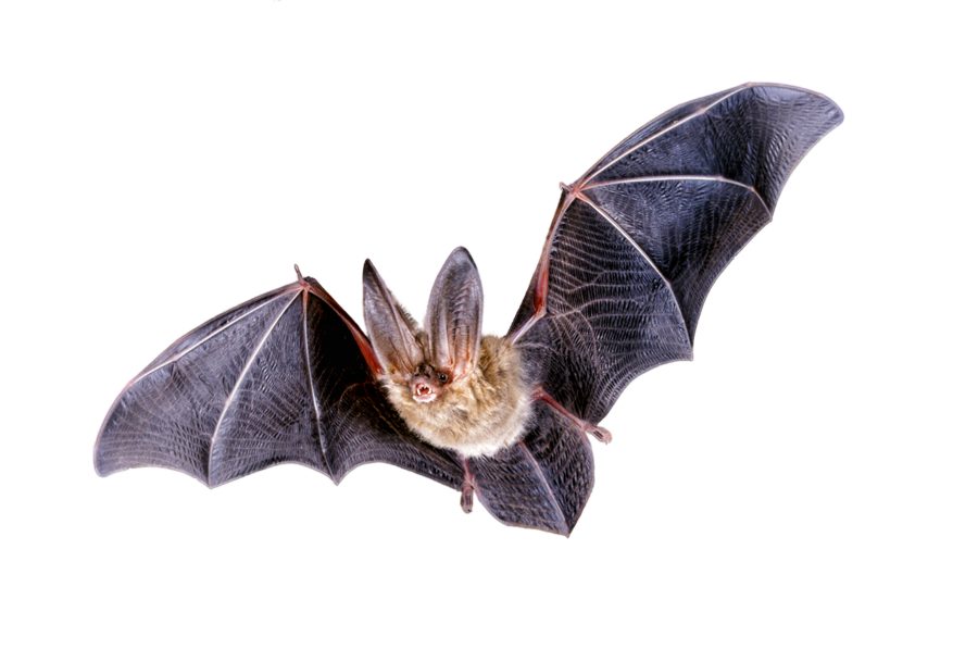 A bat is flying in the air with its wings spread.