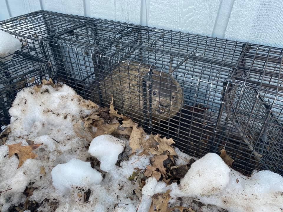 A squirrel is sitting in a cage in the snow.