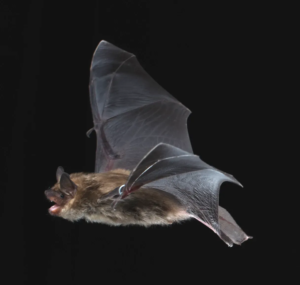 A bat is flying in the dark with its wings spread.