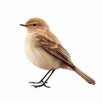 A small bird is standing on a white background.