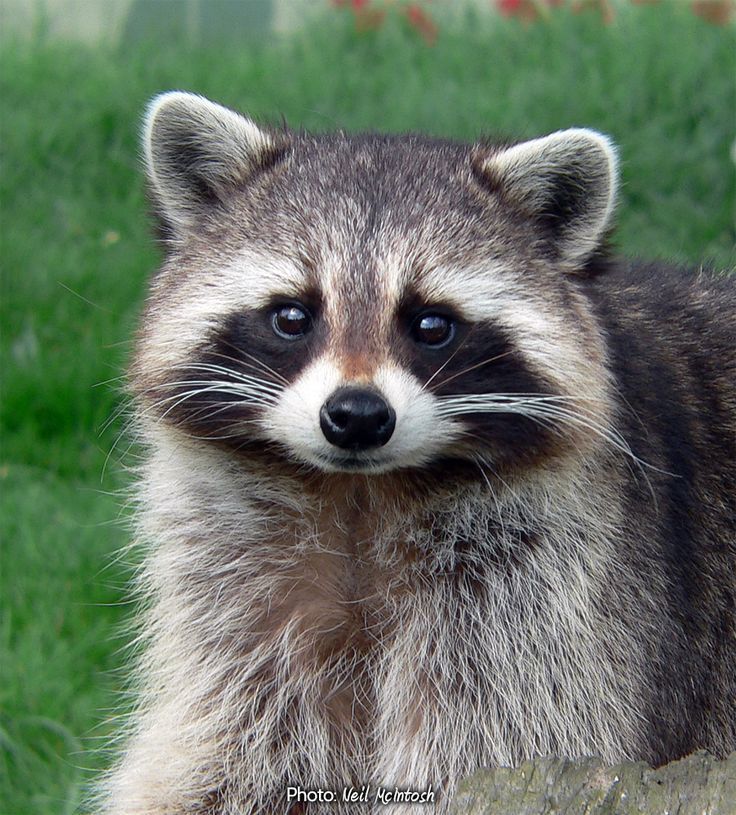 A close up of a raccoon looking at the camera