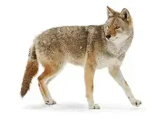 A coyote is walking on a white background.