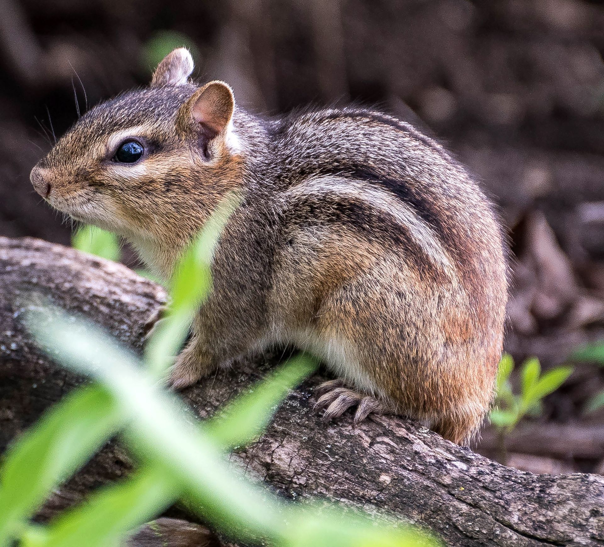 A chipmunk is sitting on a tree branch.