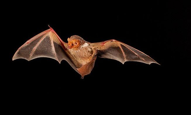 A bat is flying in the dark with its wings spread.