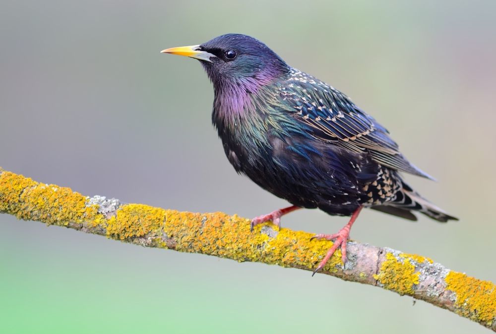 A purple bird with a yellow beak is perched on a branch.