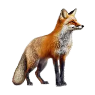 A red fox is standing on a white background.
