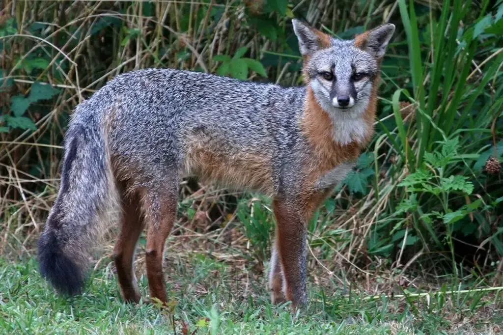A fox is standing in the grass looking at the camera.
