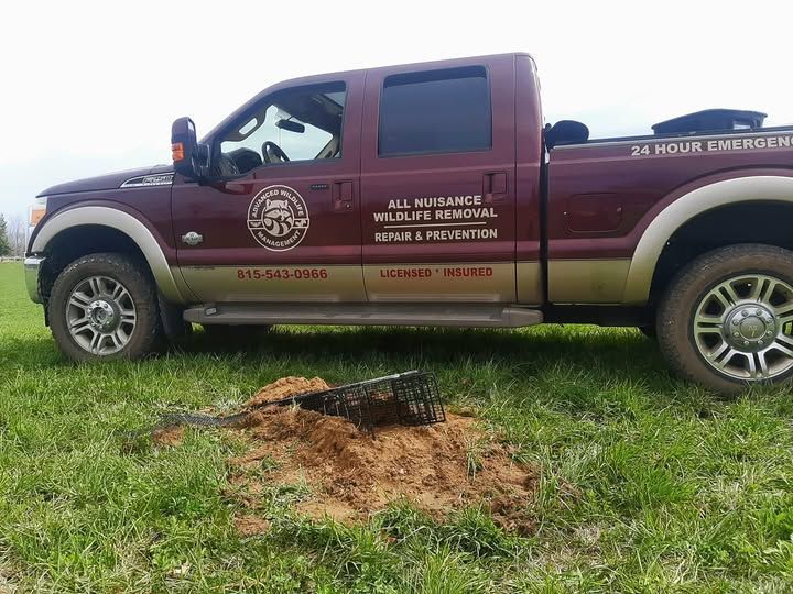 A red truck is parked in a grassy field next to a tree stump.