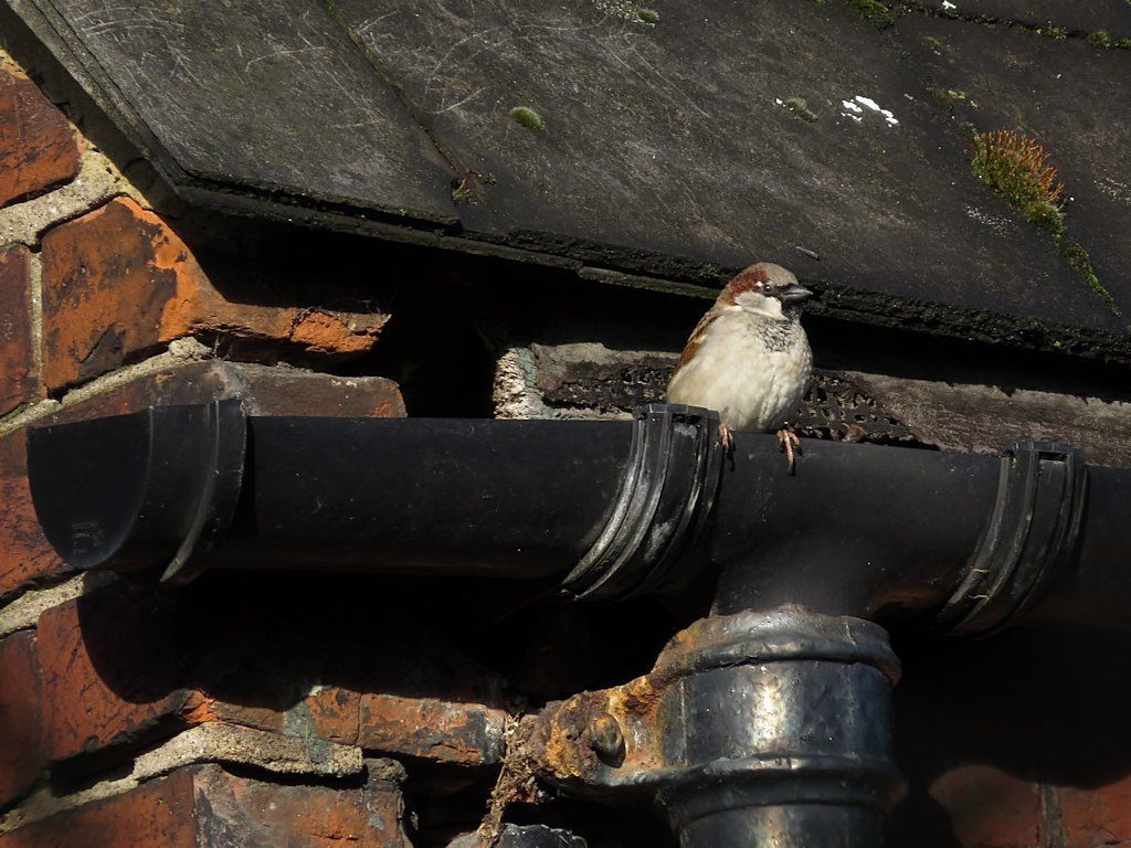 A small bird is perched on top of a black pipe.