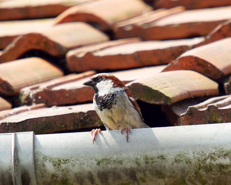 A small bird perched on a gutter on top of a roof