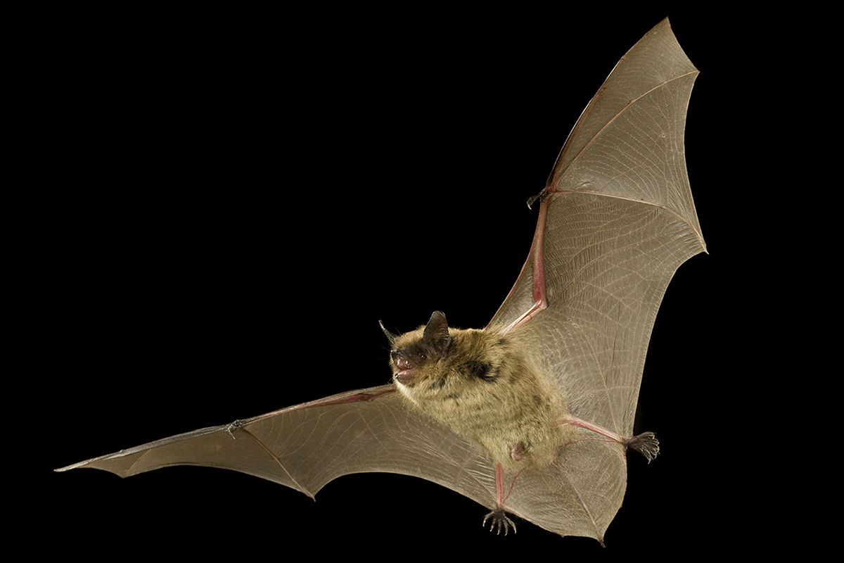 A bat is flying in the dark with its wings spread.
