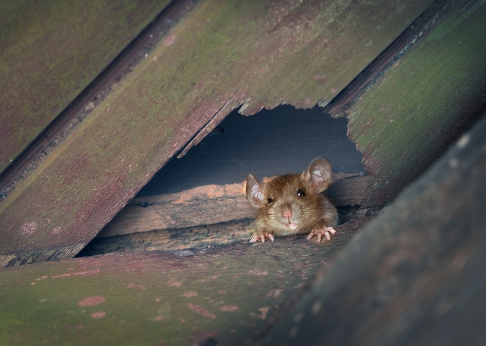 A mouse is looking out of a hole in a wooden roof.
