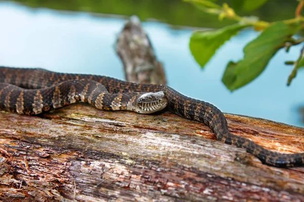 A snake is laying on a log next to a body of water.