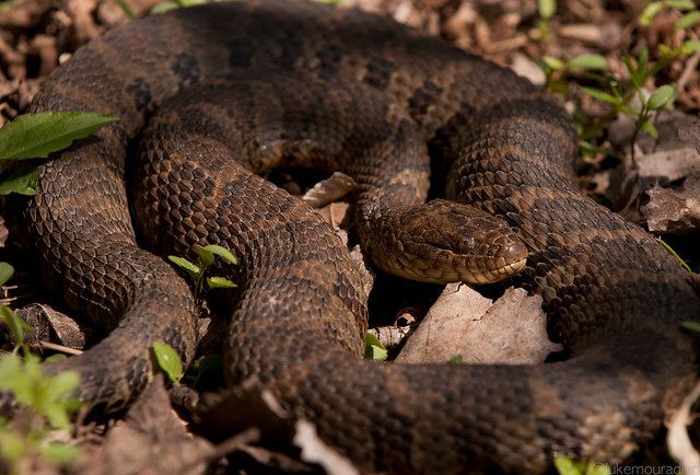 A close up of a snake laying on the ground.