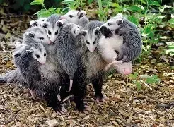 A mother opossum is carrying her babies on her back.