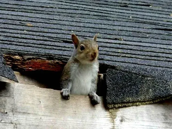 A squirrel is sitting on top of a roof looking out a damaged hole.