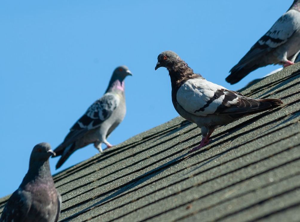 Three pigeons are perched on the roof of a building