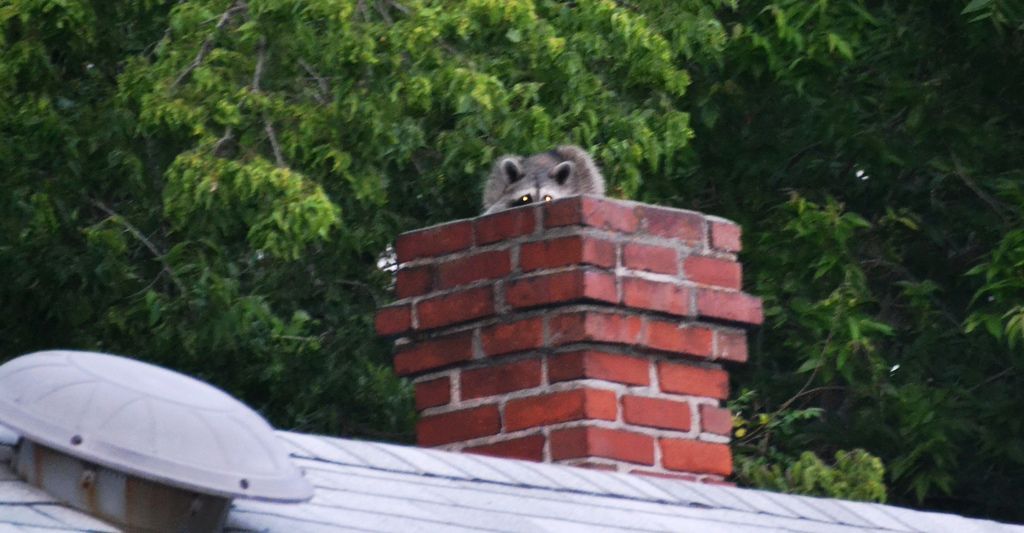 A raccoon is sitting on top of a brick chimney.