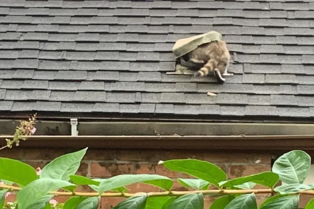 A raccoon is sitting on the roof of a house.