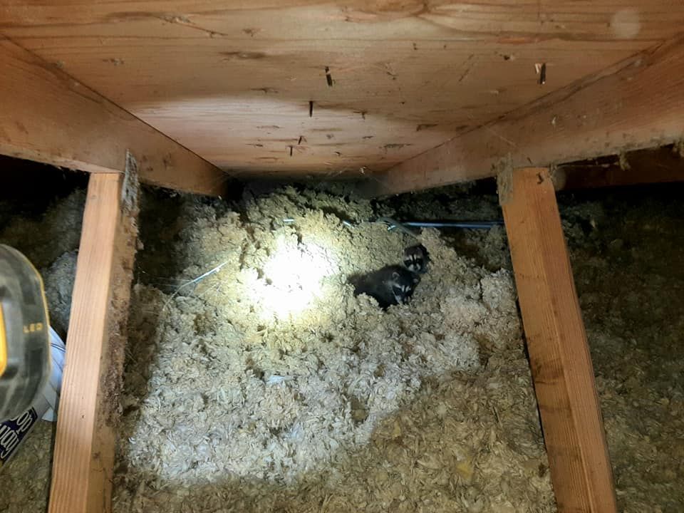 A light is shining on a pile of insulation in an attic.