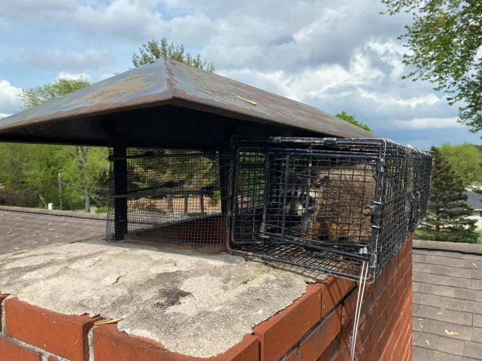 A raccoon is sitting in a cage on top of a brick chimney.