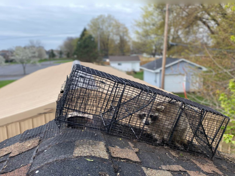 A raccoon is in a cage on top of a roof.
