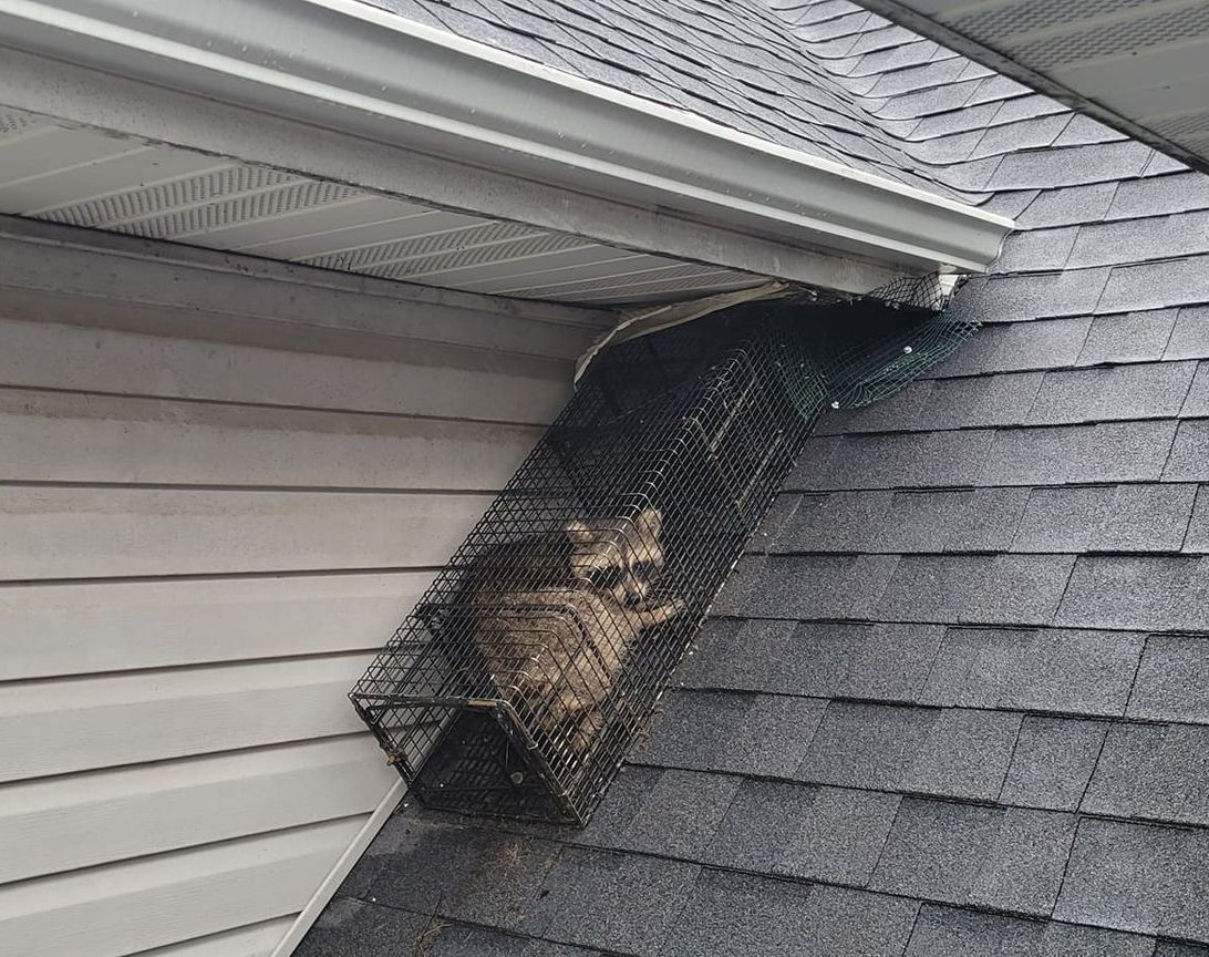 A cat is sitting in a cage on the roof of a house.