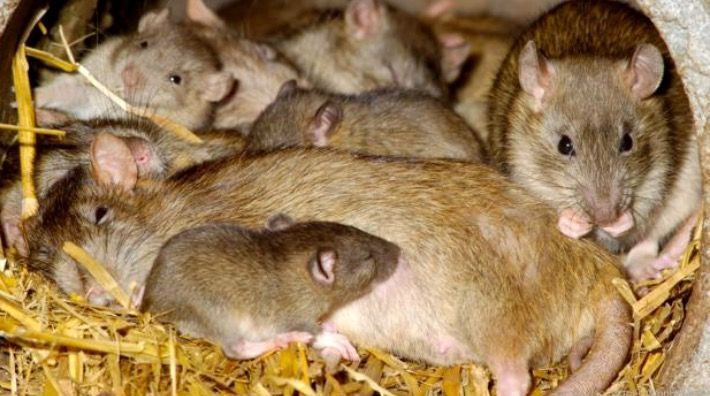 A group of mice are laying in a pile of hay.