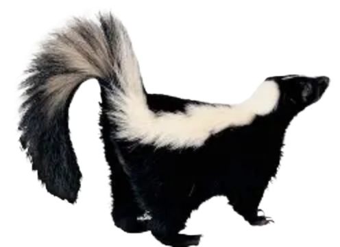 A black and white skunk with a long tail