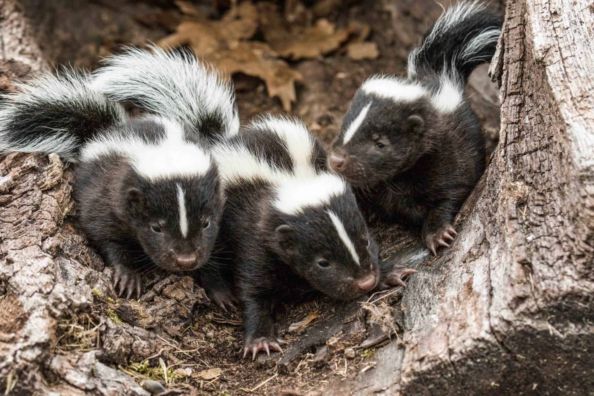 Three baby skunks are sitting next to each other on the ground.