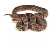 A close up of a snake on a white background.