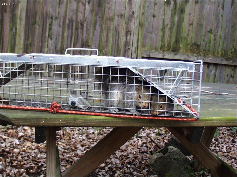 A raccoon is in a cage on a picnic table
