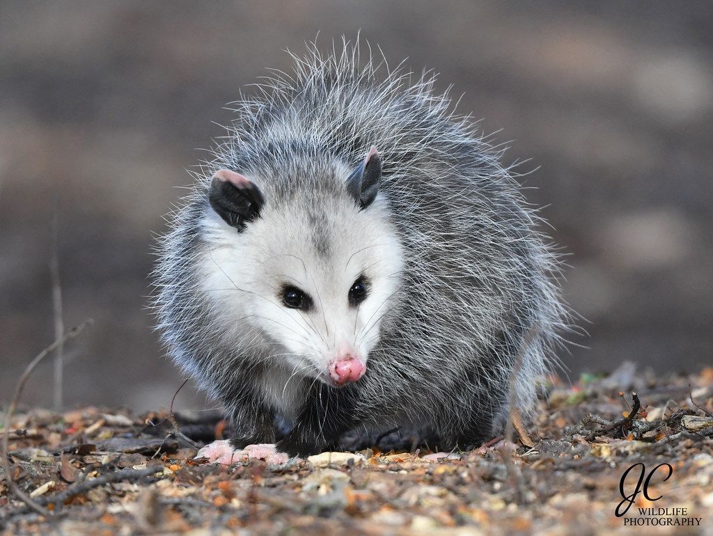 A small opossum is sitting on the ground looking at the camera.