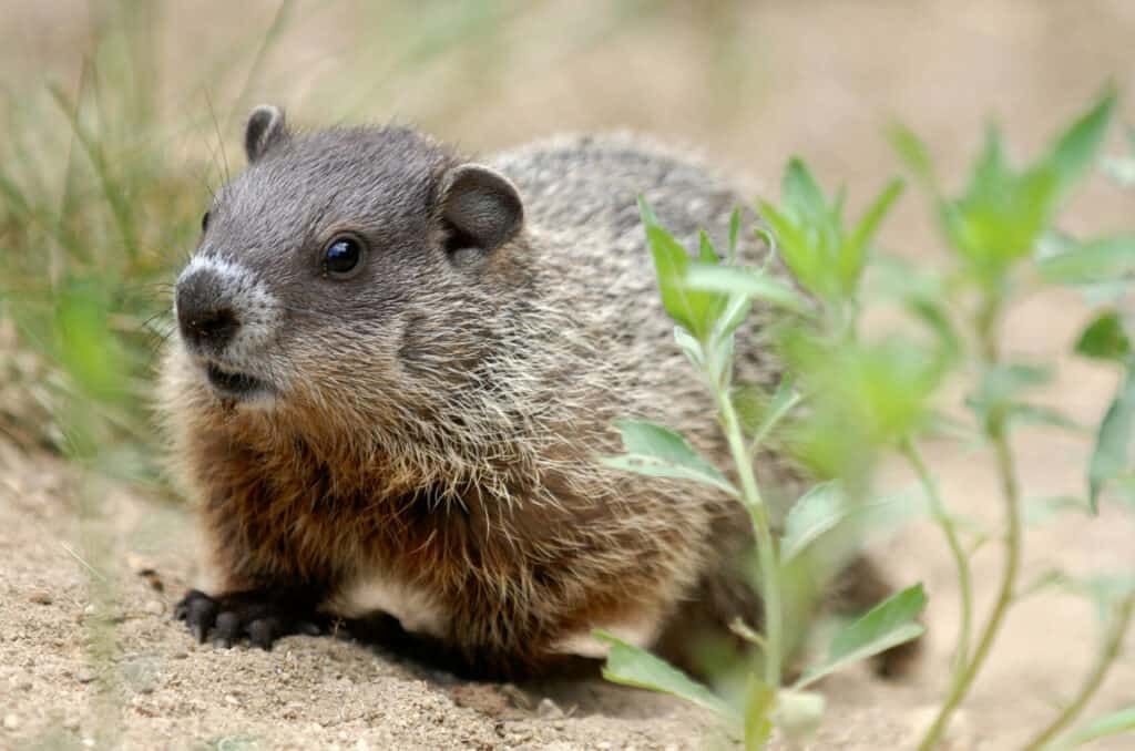 A groundhog is sitting on top of a dirt hill.