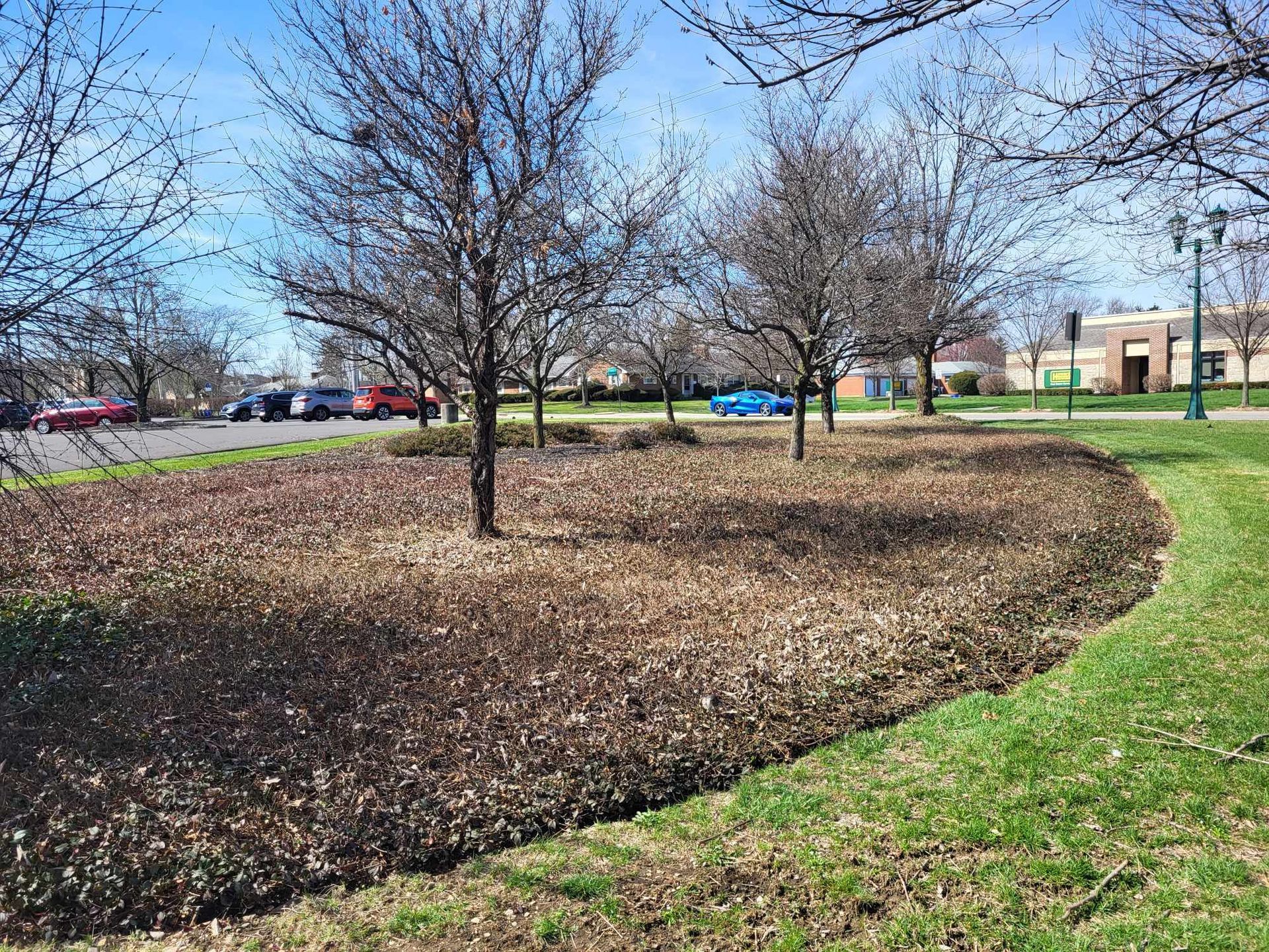A park with trees and a parking lot in the background.