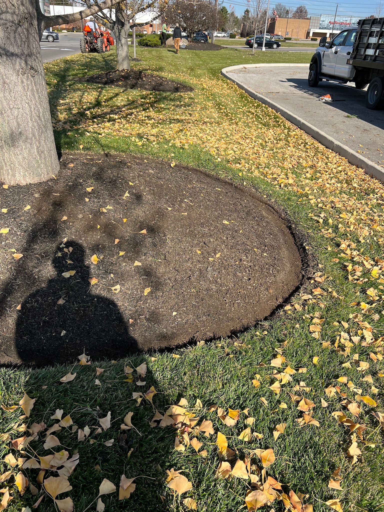 A shadow of a person is cast on the ground next to a tree.